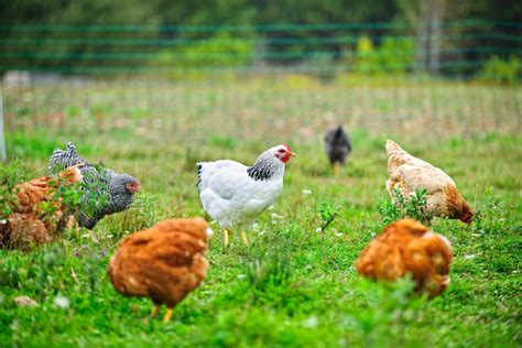 How Are Animals Treated In Local Sustainable Farms